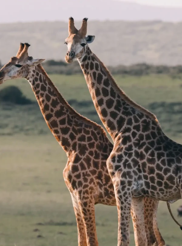giraffes in masai mara national park