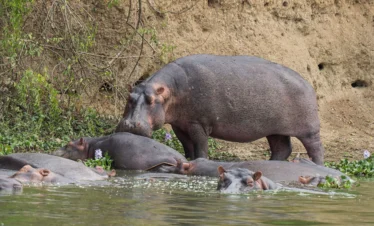 Luxury Tanzania Safari & Zanzibar Beach Holiday