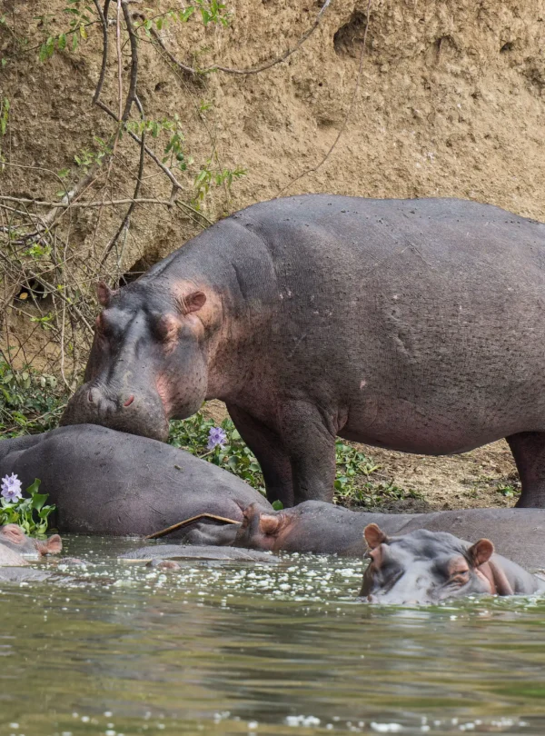 Luxury Tanzania Safari & Zanzibar Beach Holiday