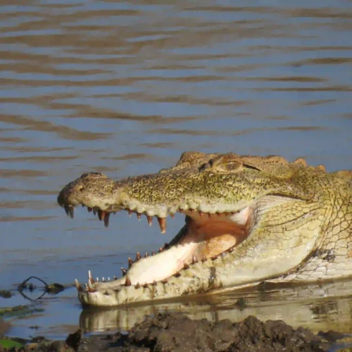 7-Day Tanzania Fly-In Conservation & Wilderness Safari