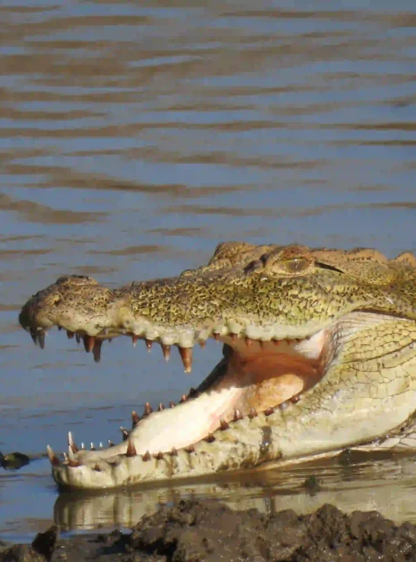 7-Day Tanzania Fly-In Conservation & Wilderness Safari