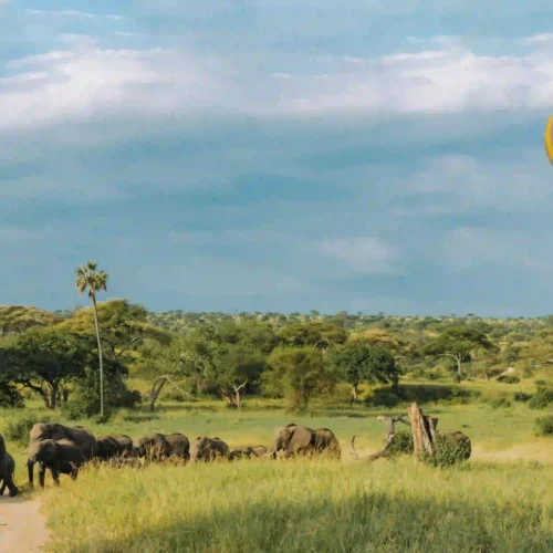 Luxury Tanzania Migration Safari 2026