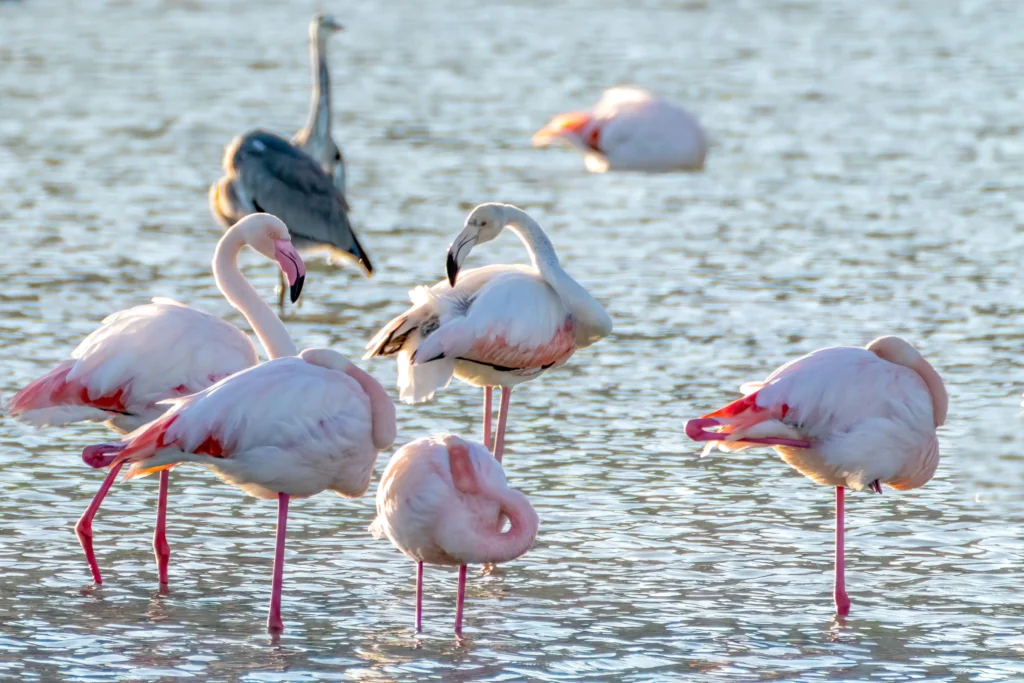 lake nakuru national park flamingoes