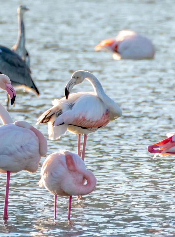 lake nakuru national park flamingoes