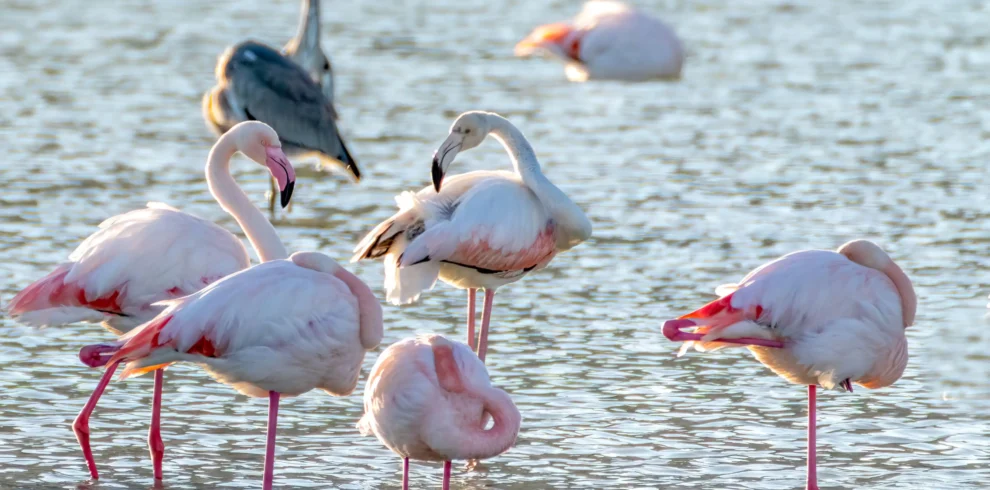 4 Days Lake Nakuru Sopa Lodge Safari