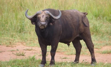 Kenya Luxury Safari