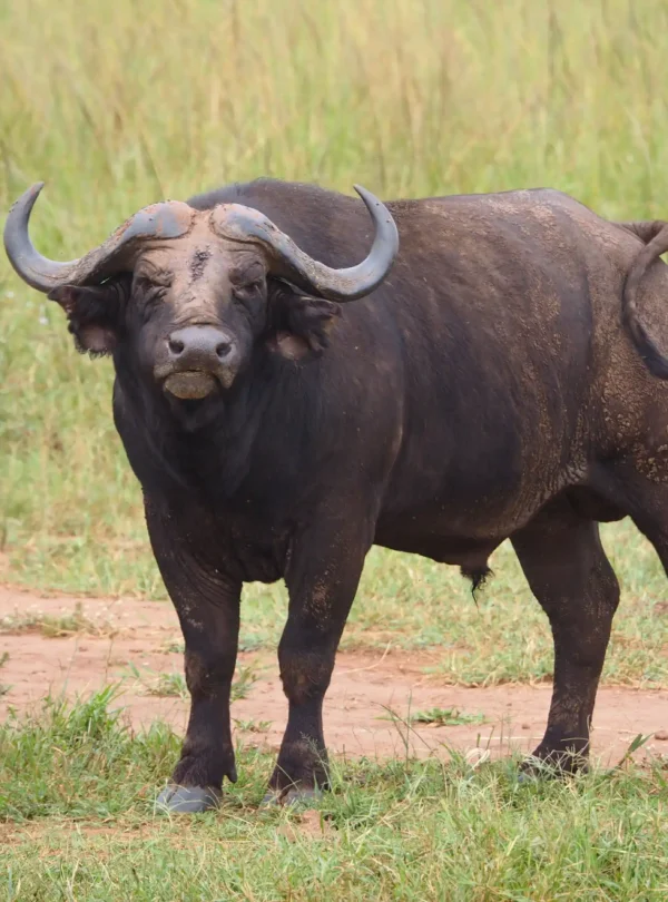 9 Days Kenya Mara and Diani Beach Safari | Ajala Safaris