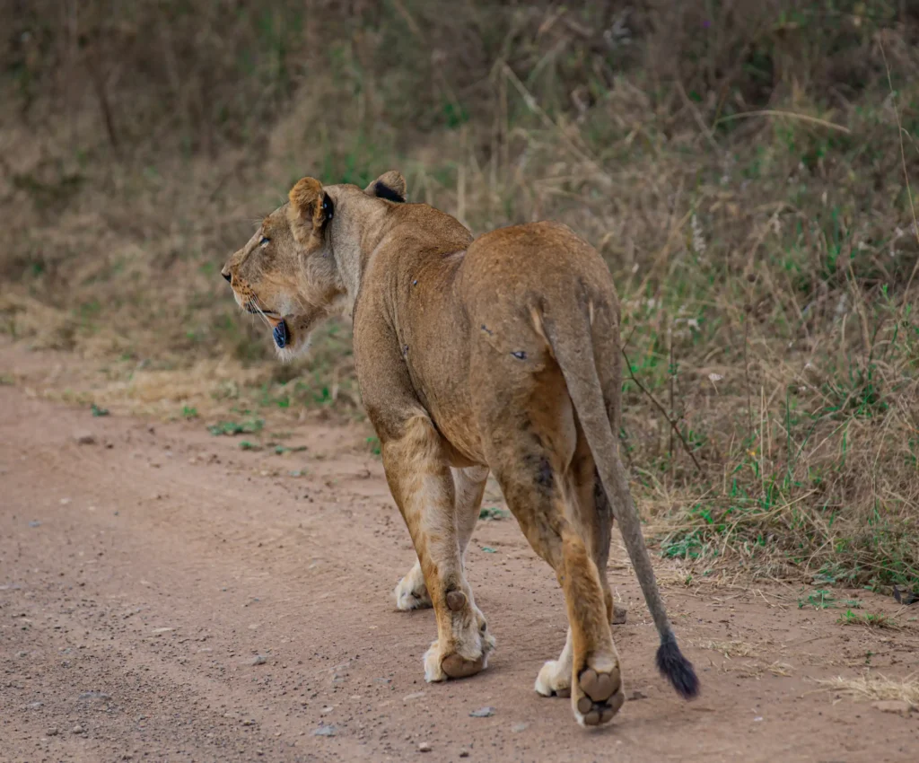 lion walking in nairobi natonal park