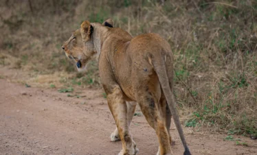 5-Day Luxury Fly-in Safari (Serengeti, Crater, Manyara)