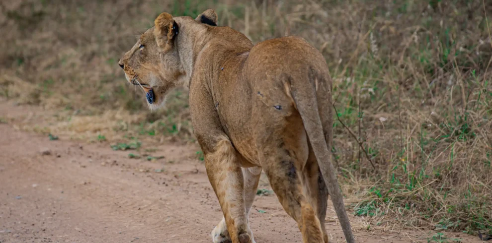 5-Day Luxury Fly-in Safari (Serengeti, Crater, Manyara)