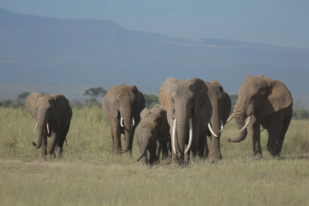 herd of elephants at Amboseli national park