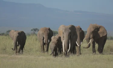 herd of elephants at Amboseli national park