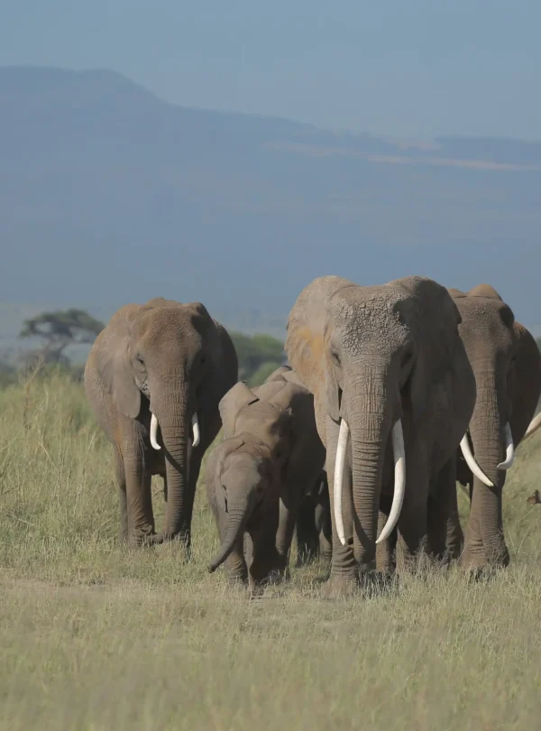herd of elephants at Amboseli national park