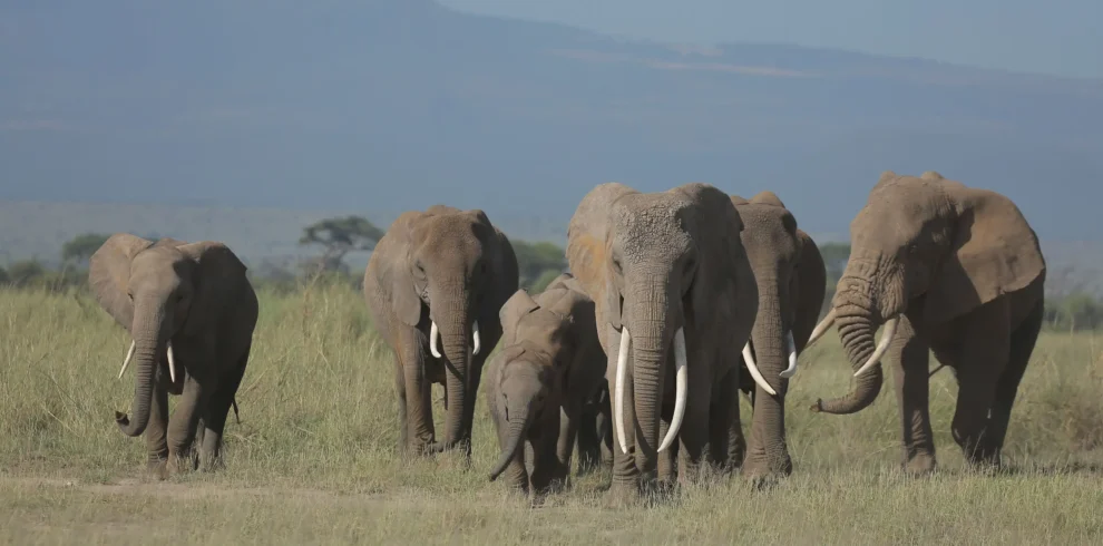 herd of elephants at Amboseli national park