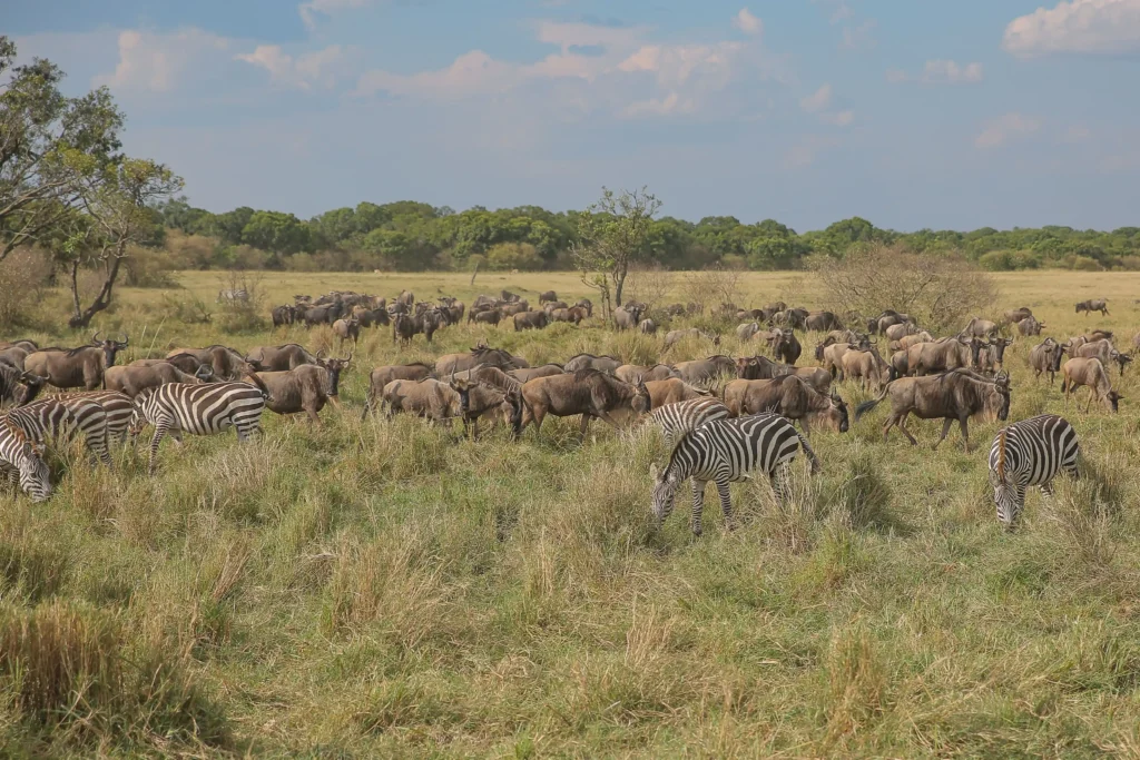 3-Day Fly-In Luxury Safari Escape For Honeymooners