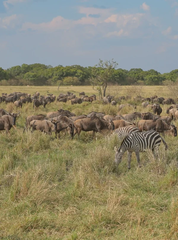 6-Day Tanzania Fly-In Safari