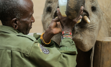 12-Day Luxury Kenya & Tanzania Safari Adventure