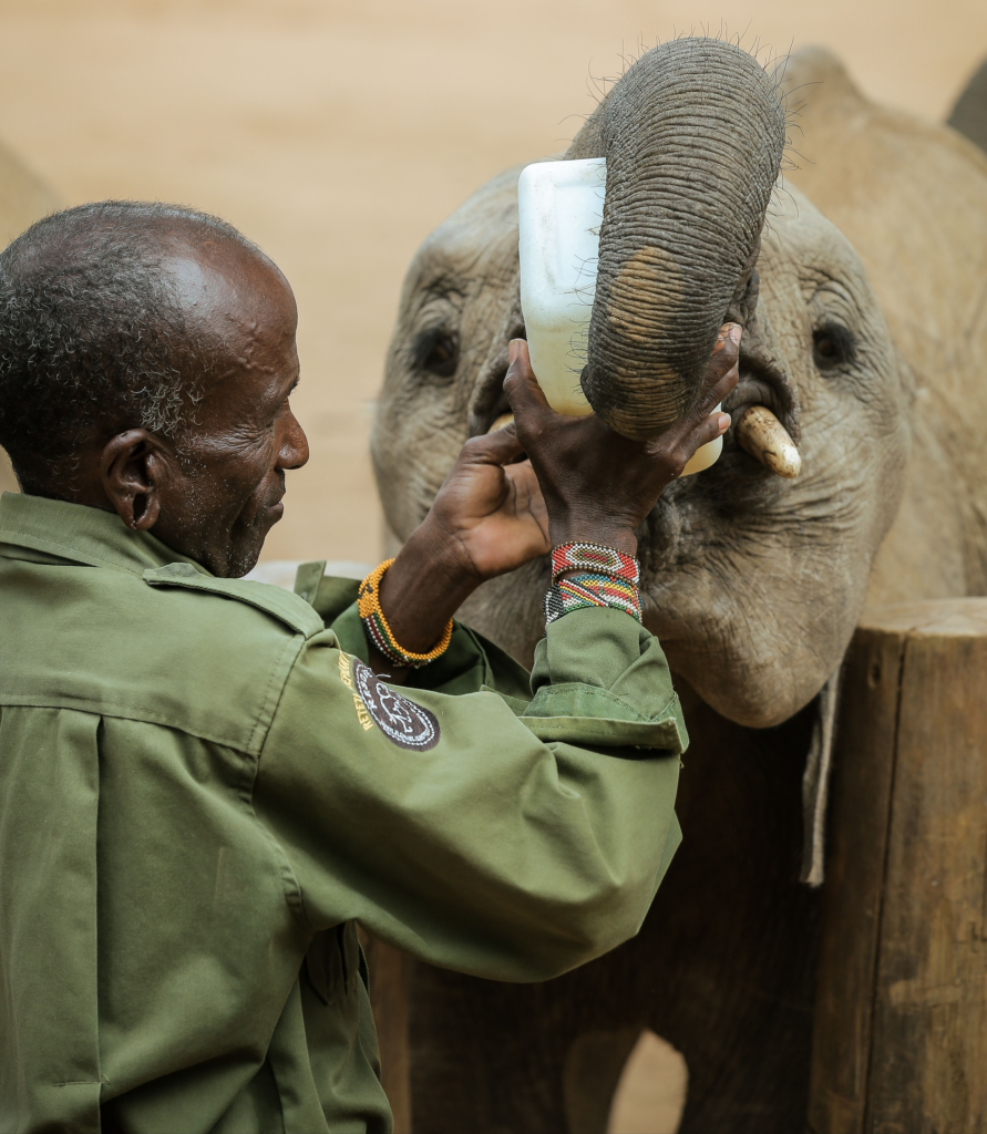 12-Day Luxury Kenya & Tanzania Safari Adventure